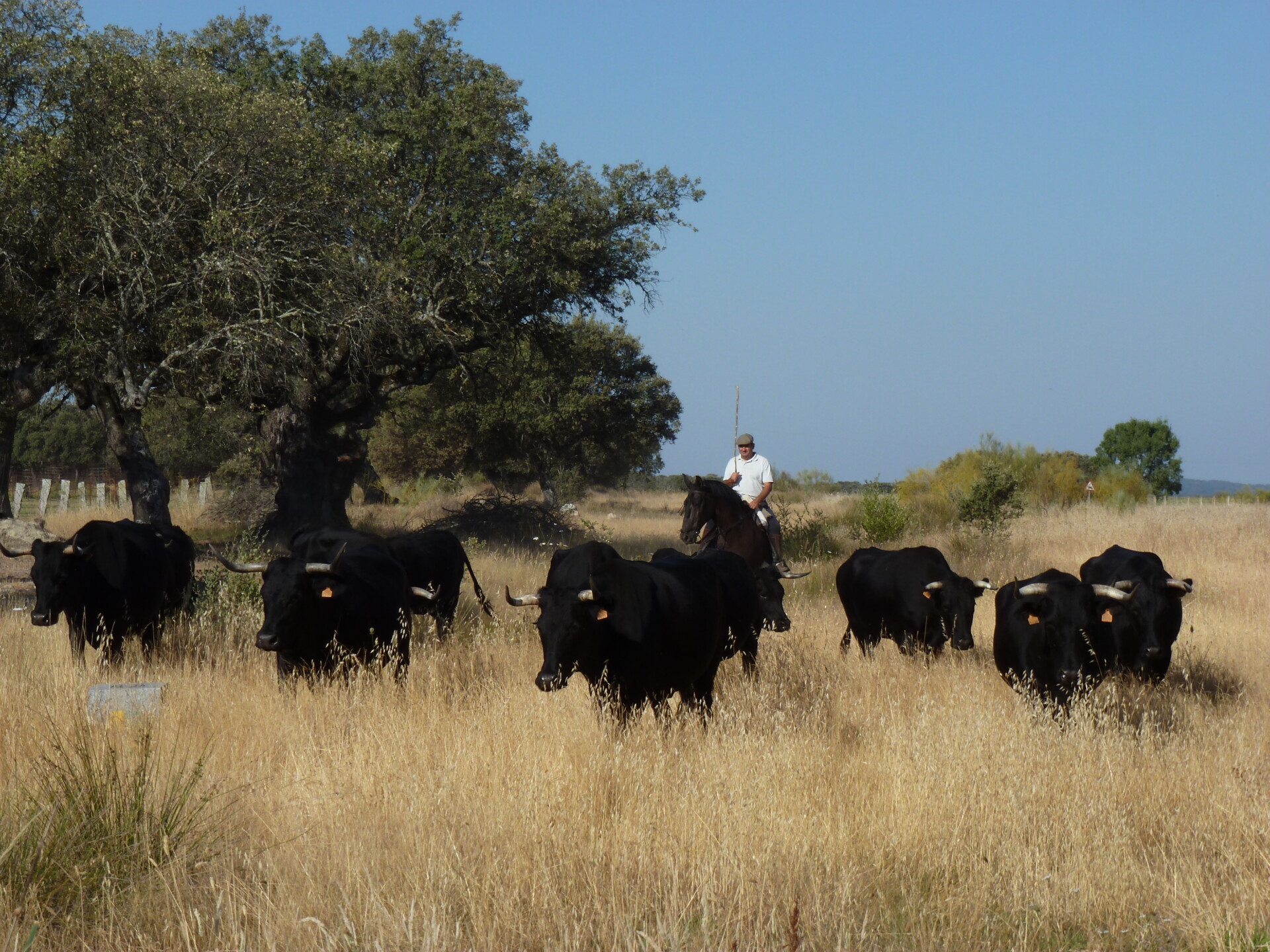 In early summer the livestock is moved to the greener summer pastures on the piedemont of Gredos mountain range. This short-distance migration, called trasterminance, is economically and environmentally beneficial.