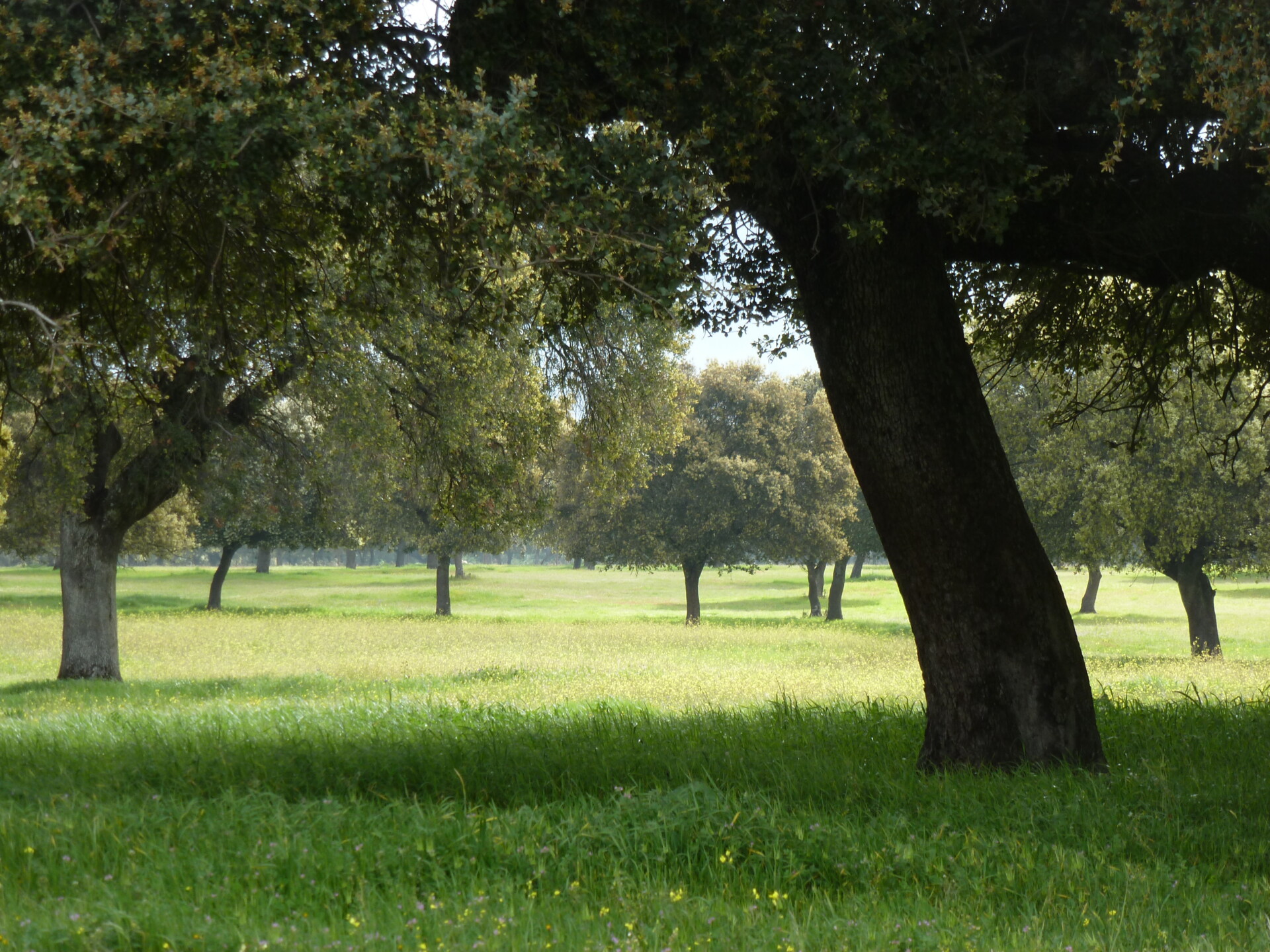 Holm oak wooded pastures of Casablanca in spring. Dehesa is a land use system common in the southwest of the Iberian peninsula that consist of trees, typically holm oak and/or cork oak, scattered among grasslands.