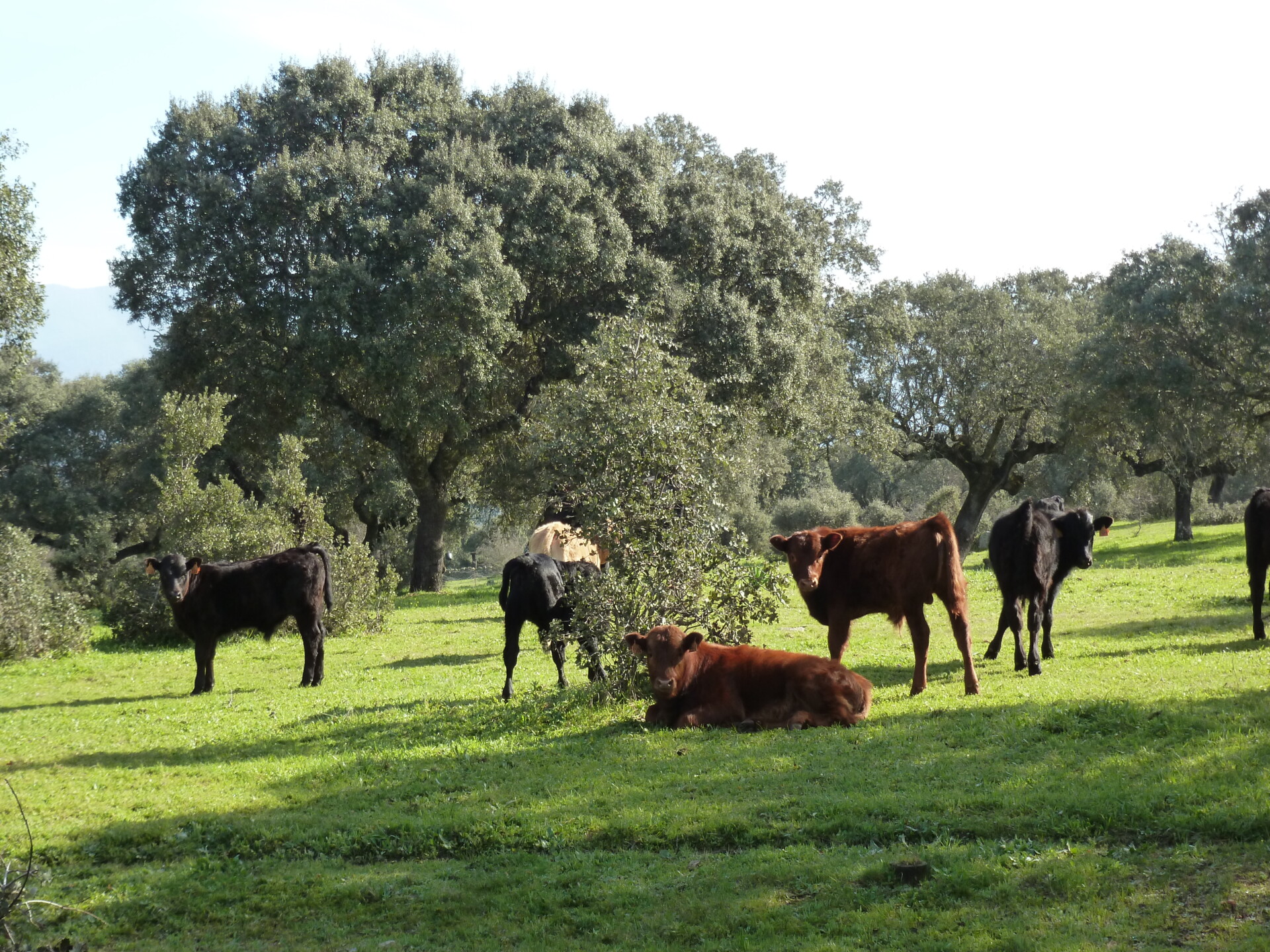 Livestock grazing is not incompatible with tree regeneration. A properly designed and carefully implemented livestock grazing management plan can ensure tree regeneration in dehesas and other wooded pastures.