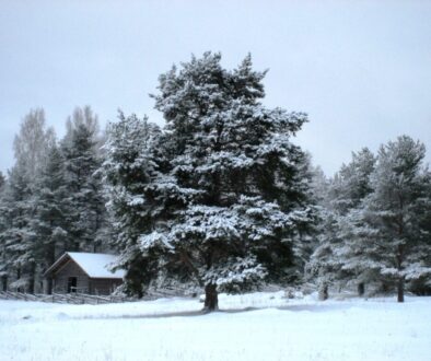 Traditional meadow in a Natura 2000 area in Joensuu, Finland. In summer the meadow is grazed by sheep