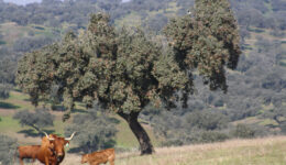 Montado & cattle, SouthEast Portugal