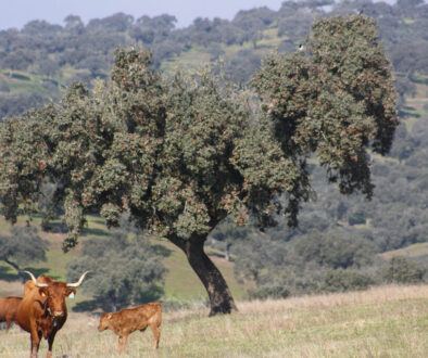 Montado & cattle, SouthEast Portugal