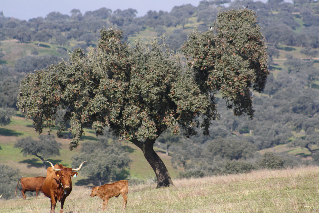 Montado & cattle, SouthEast Portugal