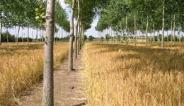 Silvoarable agroforestry in Silsoe, Bedfordshire