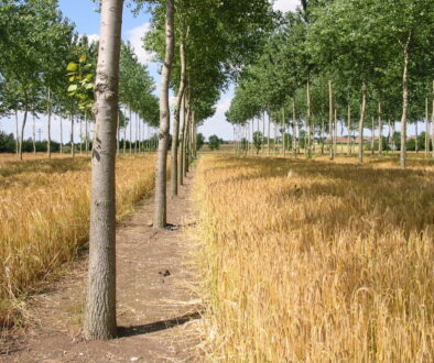 Silvoarable agroforestry in Silsoe, Bedfordshire