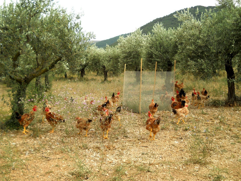 EcologiaSostenibilitàSistemi-policolturali